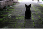neko time