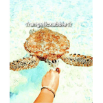 angelicxabbie