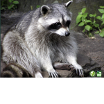 The Raccoon Team