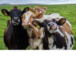 The Official Cow Cult