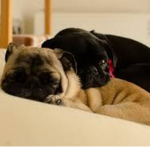pug friend