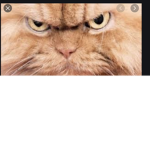 Cute kittys for life