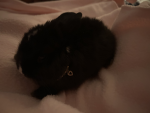 Yourbunny$