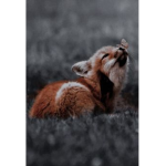 Foxandbutterfly