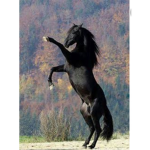 Maddie @horses