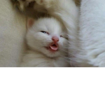 #Derp Squad