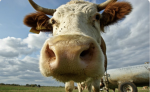Cow mooo!!