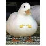 Elostd