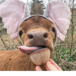 hi_hey