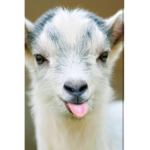 Goat Group :)