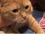 Cat squad meow meow