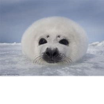 seal gang by Camo