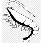 shrimp government