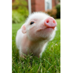 PIGLETS AND PIGS