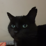 MisterSkittleCat Fanclub
