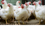 The Fun Chicken Army!