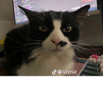 ʙᴇʀʀʏᴀɴᴅsʟᴜsʜᴇ