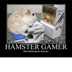 Hampter Boi Studio