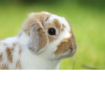 the bunny hoppers