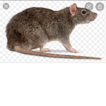 Planet rat