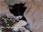 cats need a home!