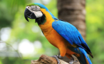 The parrots of the sea_12