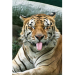 Tiegr