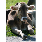Blueberry Cow Group any cow you like