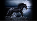 Dark horses