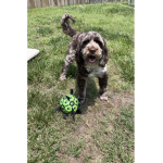 Puppy fans fun group