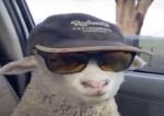 boip is cool