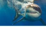 THE_BABY_SHARKS