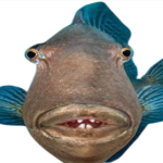 Fish Is MASSIVE