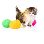 kl_Kitten_group
