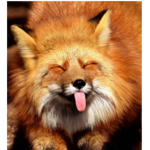 Fox Designer Clothing V2