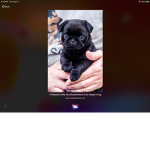 PUGS are poor