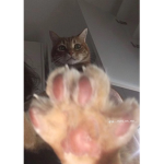 ~+ rich cats +~