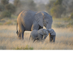 SavE ThE ElephantS:)