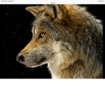 The king wolf's