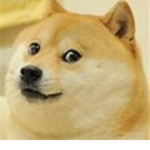 Doge Doge Such Much Doge