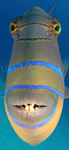 Fish of the sea