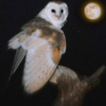 Land of the Owls
