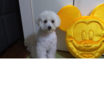 ペット好きグループ