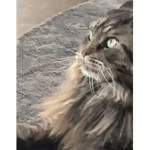 Jalinkka