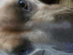 Pitbulls :D