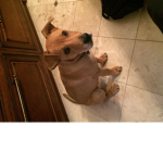 Doggo taco