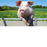 #TEH PIG SQUAD