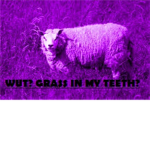 Purple Sheep Of Mischief