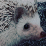 grupinho oficial do sonic o do joao