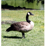 Goose Fandom